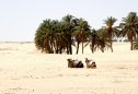 Tunézia, Djerba, Szahara, sivatagi túra, homok, nyaralás, sivatag, teve, pálma