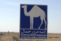 Tunézia, Djerba, Szahara, sivatagi túra, homok, nyaralás, tábla, teve