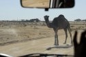 Tunézia, Djerba, Szahara, sivatagi túra, homok, nyaralás, sivatag, teve